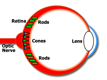 eye diagram rods and cones