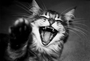 cat laugh