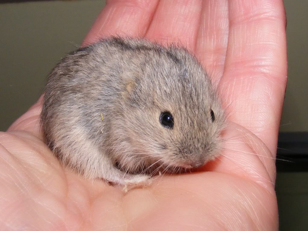 photograph of lemming in a person's hand